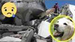 Chú chó cứu được nhiều người trong thảm họa động đất