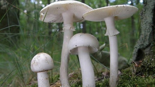 Bác sĩ cảnh báo "mùa" ngộ độc nấm