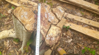Cả trăm cây gỗ bị cưa trơ gốc