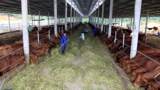 Được thuê đất nông nghiệp dài hạn, nông dân yên tâm đầu tư