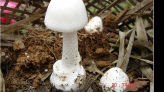 6 người trong một gia đình ngộ độc khi ăn nấm, 1 người tử vong