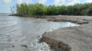 Cà Mau hỏa tốc xin 970 tỉ đồng chống sạt lở bờ biển