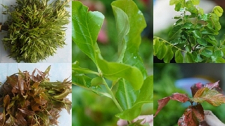 Sức hút từ “thế giới” rau rừng Núi Cấm