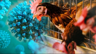 TP Hồ Chí Minh khẩn trương lên kế hoạch phòng, chống dịch cúm A (H5N1)