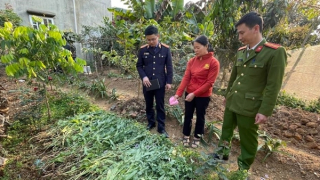 Canh tác cây thuốc phiện để… “chữa bệnh”