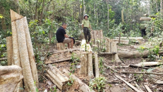 Vụ 149 cây gỗ bị cưa hạ trái phép: Chuyển hồ sơ sang cơ quan Công an