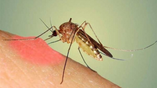 Hai trẻ em tử vong do sốt xuất huyết ở Phú Yên