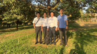 Cảnh báo từ việc ồ ạt trồng sầu riêng