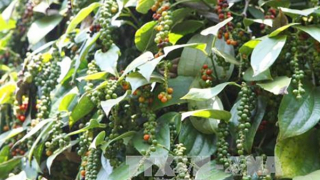 Bình Phước: Tiêu vừa mất mùa vừa mất giá