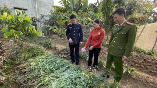 Xử lý nghiêm tình trạng tái trồng cây thuốc phiện