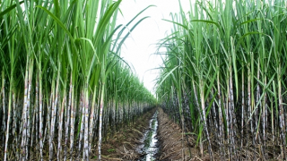 Diện tích trồng mía giảm mạnh, nhà máy lo thiếu nguyên liệu