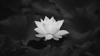 Tin buồn: Đại tá Võ Thọ từ trần