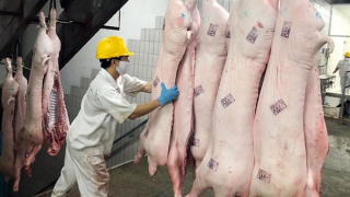Giá thịt lợn chưa có dấu hiệu hồi phục: Doanh nghiệp và người chăn nuôi cùng "gánh lỗ"