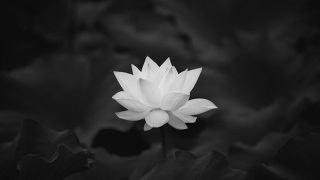 Đồng chí Phan Thế Hùng từ trần