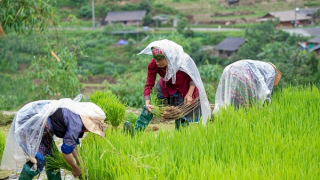 Phát triển hài hòa “văn minh nông nghiệp” và “văn minh công nghiệp”