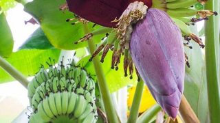 Hình tượng cây chuối – những mạch ngầm văn hóa!