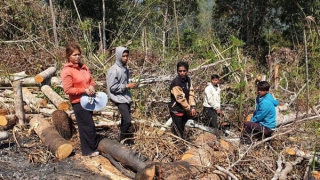 Thuê người phá 4,4ha rừng phòng hộ