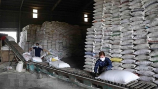 Giá gạo của Việt Nam tăng cao nhất trong gần 2 năm qua