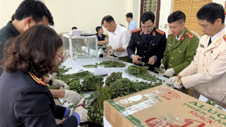 “Ủ” hàng loạt cây thuốc phiện trên xe bán tải