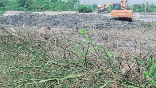 Đình chỉ thi công dự án sau vụ nhà thầu san ủi rừng ngập mặn