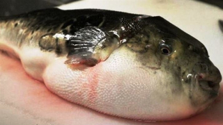 Nghi ngộ độc cá nóc, 1 người tử vong