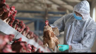 Giám sát chặt khách nhập cảnh để phát hiện sớm trường hợp nghi mắc cúm gia cầm