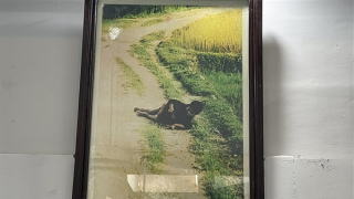 Thỏa thuận bản quyền những bức ảnh về vụ thảm sát Sơn Mỹ