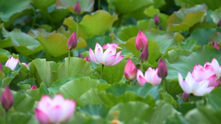 Bây giờ đang giữa mùa sen