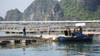 Chủ tịch phường “bảo kê” cho các hành vi xâm phạm vịnh Bái Tử Long