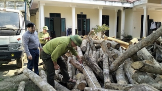 “Máu rừng” xứ Thanh vẫn chảy...
