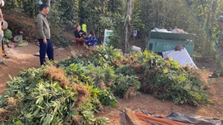 Hai vợ chồng trồng hàng nghìn cây cần sa trong rẫy vắng