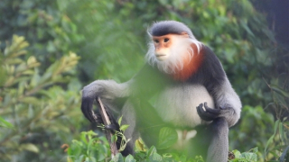 Bảo vệ đàn voọc chà vá chân xám ở Phú Yên