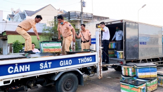 600 kg tôm được bơm tạp chất “phù phép” tươi to, căng mẩy