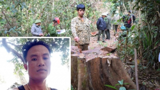 Đề nghị nhóm lâm tặc khai thác trái phép hơn 44m³ gỗ tại Gia Lai ra trình diện