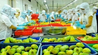 Xuất khẩu rau quả sang thị trường Trung Quốc, lấy lại đà tăng trưởng