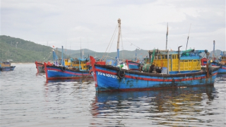 Khai báo không đầy đủ khi vào cảng, ba chủ tàu cá bị xử phạt