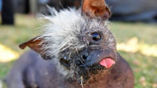 Tiếp tục tìm kiếm chú chó xấu nhất thế giới