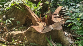 Khẩn trương điều tra, làm rõ vụ "xẻ thịt" rừng ở Vân Canh