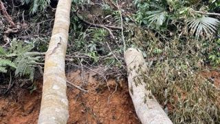 Khởi tố vụ án phá rừng ở Ninh Hòa