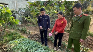 Thu giữ gần 1,5 tạ cần sa trong vườn rau