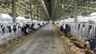 Gây ô nhiễm môi trường, doanh nghiệp bò sữa công nghệ cao bị phạt 560 triệu đồng