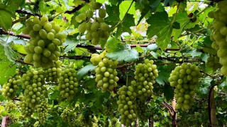 “Thủ phủ” nho của cả nước tổ chức lễ hội lớn tôn vinh nho và vang