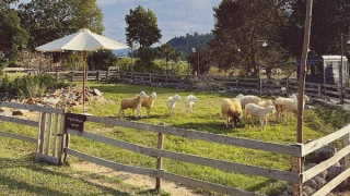 Buộc tháo dỡ công trình ngăn dòng, “bê tông hóa” suối Lương để làm du lịch