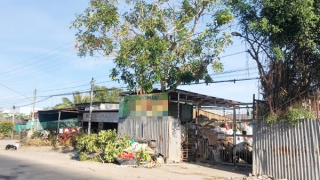 Đi chặt cây thuê, nam thanh niên ở Bạc Liêu bị điện giật tử vong