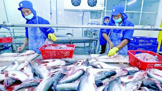 Xuất khẩu thủy sản giảm tại các thị trường chính