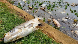 Cá ngoi kín mặt nước để thở rồi chết la liệt ở hồ Xuân Hương