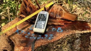 Xác định 4 nghi can trong vụ phá rừng phòng hộ