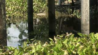 Dùng điện sinh hoạt chích cá dưới ao, người đàn ông tử vong