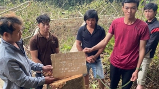 Bắt 6 đối tượng phá gần 1ha rừng tự nhiên