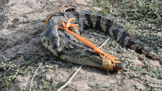 Bắt được cá sấu 20kg nghi đi lạc vào ao cá nhà dân